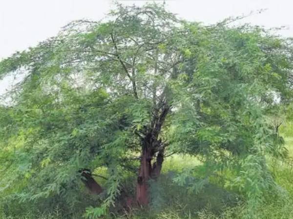  சீமைக்கருவேல மரங்கள்