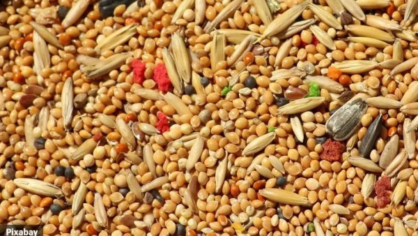 சிறு தானியங்கள்