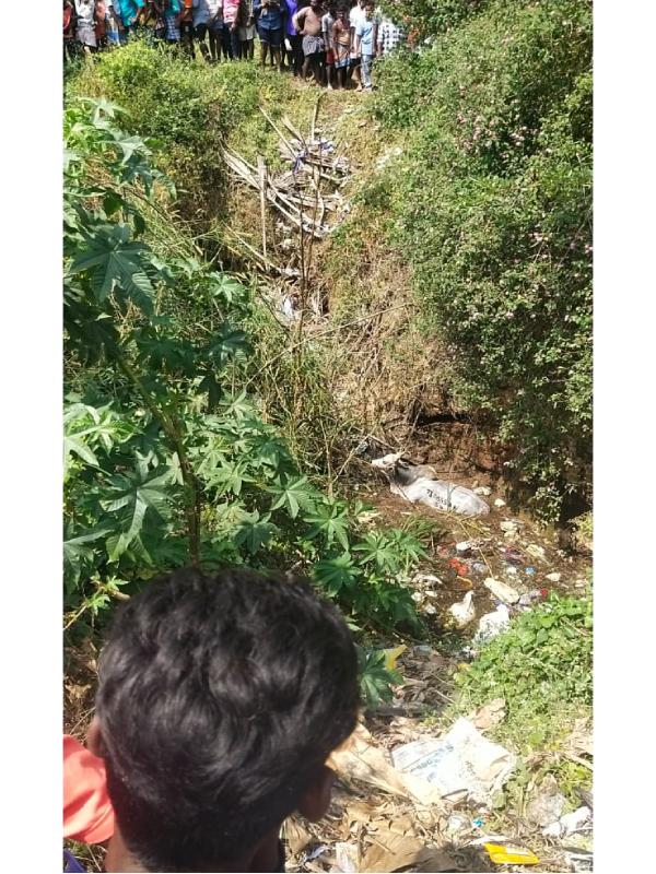 கிணற்றில் விழுந்த மாடு 