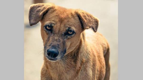  எதற்காக இந்த வரி