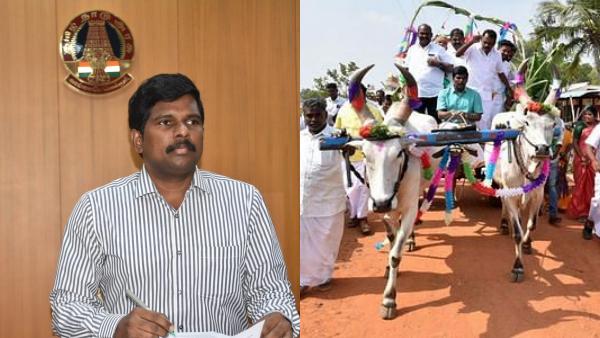Samathuva Pongal Festival! Trichy Collector driving a bullock cart Samathuva Pongal Festival! Trichy Collector driving a bullock cart