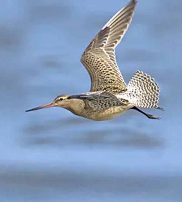 உடல் எடையில் பாதியை இழந்துவிட்டது