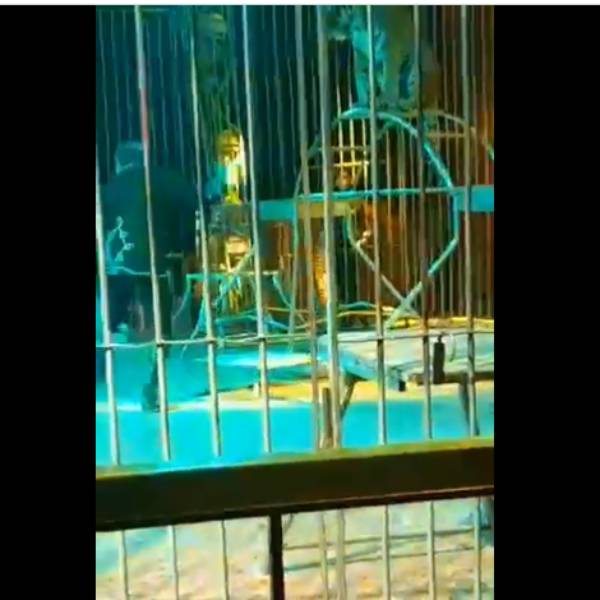 சைபீரிய புலிகளை வைத்து வித்தை