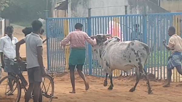 காளை அவிழ்ப்பு