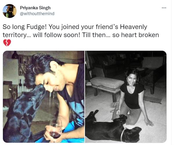 சுஷாந்த் சிங்கின் வளர்ப்பு நாய்