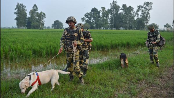  கர்ப்பமான மோப்ப நாய்