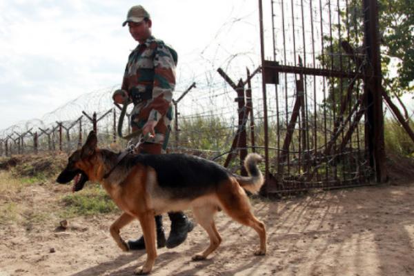  பாதுகாப்புப் படை நாய்கள்