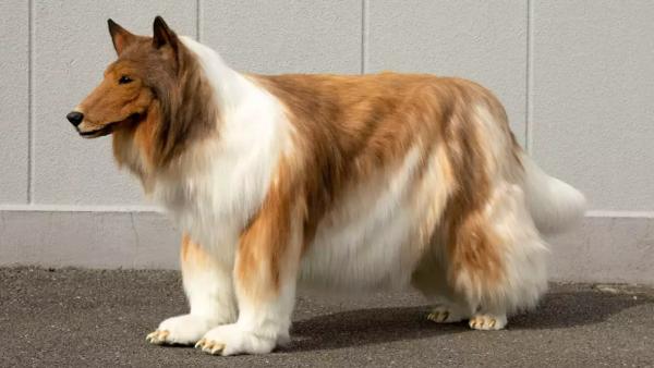 சிறப்பான உடை 