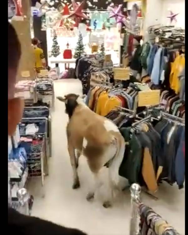 துணிக்கடை