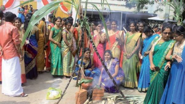 Pongal festival is celebrated all over Tamil Nadu 