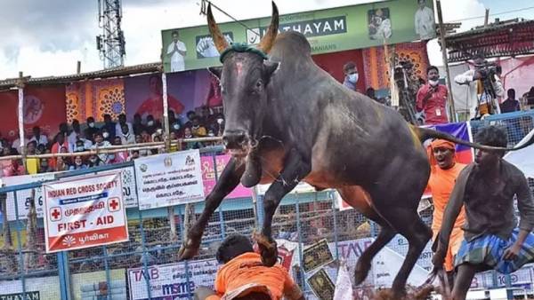 பாலமேடு ஜல்லிக்கட்டு பாலமேடு ஜல்லிக்கட்டு