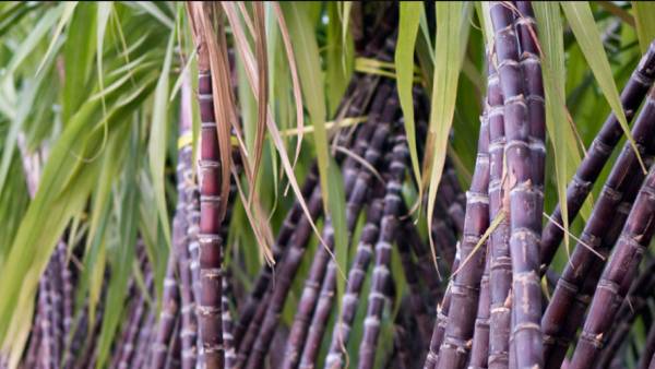 கரும்பு