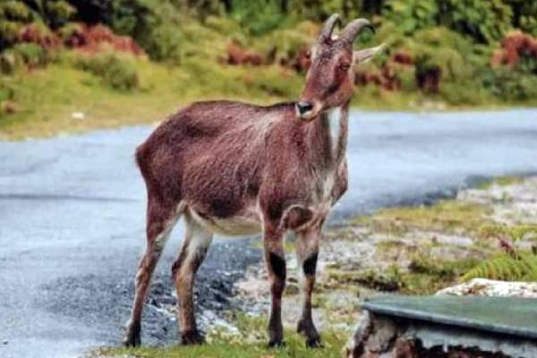 கொம்புகள் கொம்புகள்