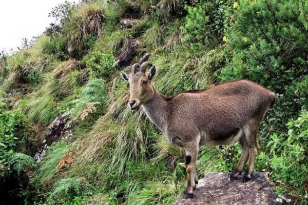 கூச்ச சுபாவம் கூச்ச சுபாவம்
