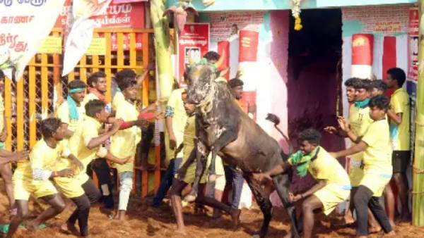 குத்தி தூக்கிய காளை குத்தி தூக்கிய காளை