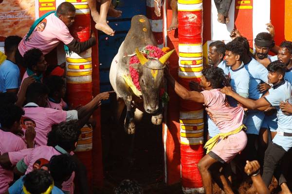  அலங்காநல்லூர் ஜல்லிக்கட்டு 