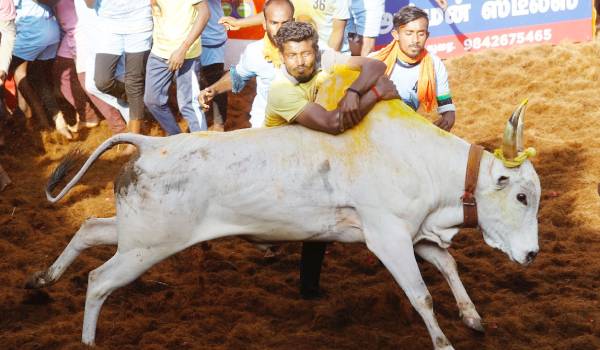  களம் கண்ட காளைகள் - காளையர்கள் 