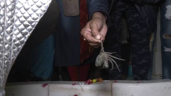 பூக்கள் , பழங்கள் பூக்கள் , பழங்கள்