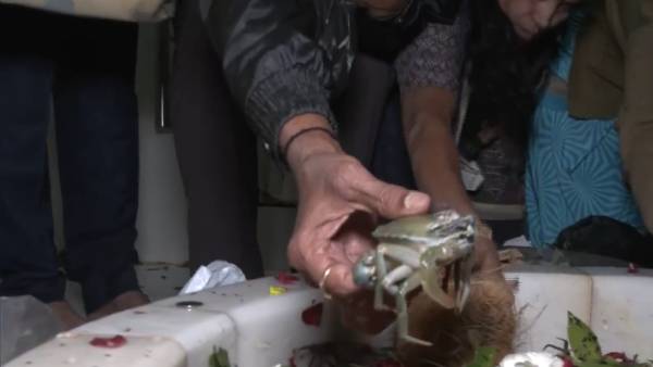 நண்டுகள் நண்டுகள்