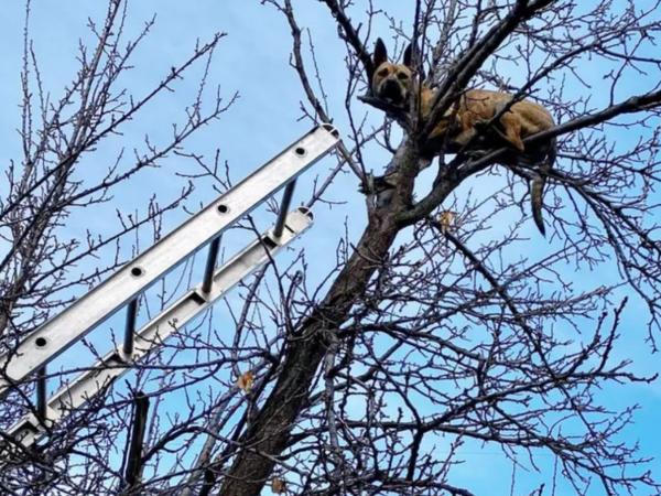 மரஉச்சி