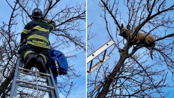  ராட்சச ஏணி