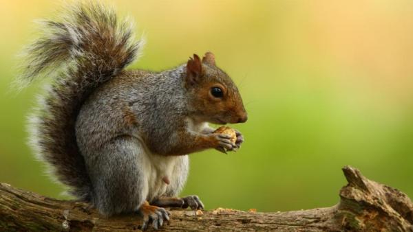  அணில்குட்டி