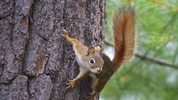  அணில்குட்டி