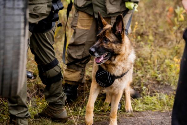 விசாரணை 