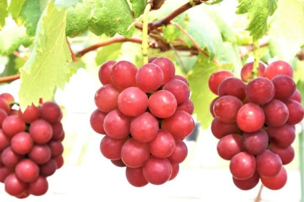 உடல் சார்ந்த நன்மைகளை தரும் பழங்கள் 