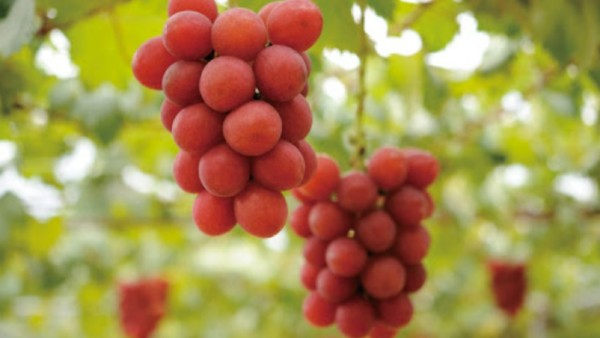  திராட்சை பழங்கள் 