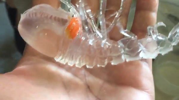 இயற்கையின் அதிசயம் 'கேமோஃப்ளெஜ்' 