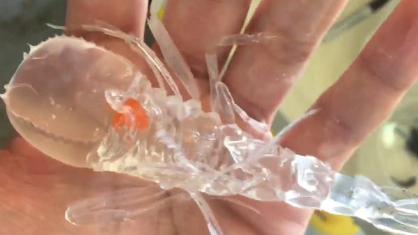  கண்ணாடி உடல் 