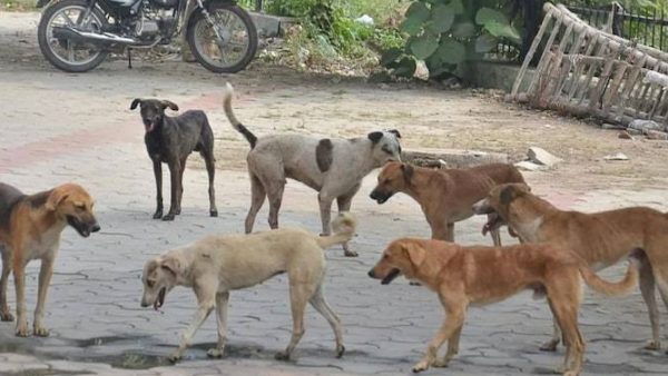 30 தெருநாய்கள் 