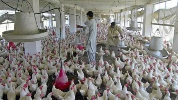 கோழி தானியம் கோழி தானியம்