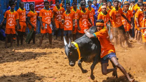 காளைகள்