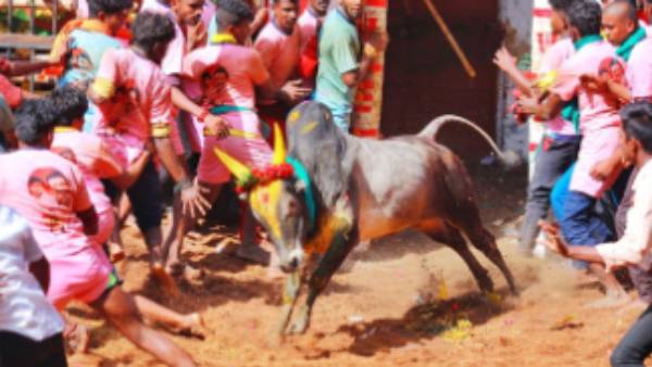  ஜல்லிக்கட்டில் ஆள் மாறாட்டம்