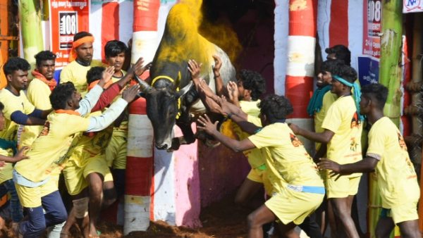  மாடுபிடி வீரர்கள் காயம் 