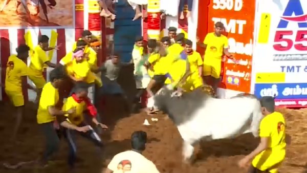 2 மாடுகள் 