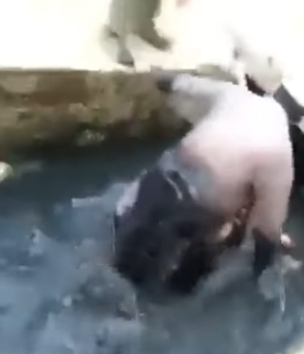 சாக்கடையில் விழுந்து சண்டை 