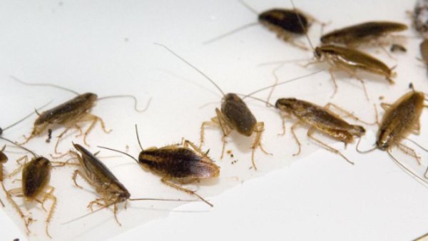 எதிர்ப்பு 