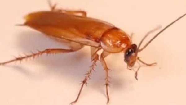 கரப்பான் 