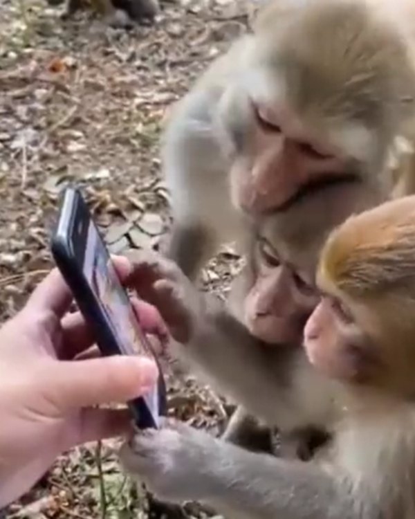 ஸ்மார்ட் போன் பயன்பாடு ஸ்மார்ட் போன் பயன்பாடு