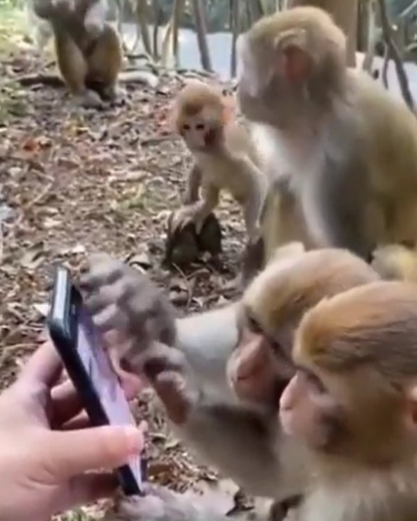 3 குரங்குகள் ஒன்றாக சேர்ந்து.. 3 குரங்குகள் ஒன்றாக சேர்ந்து..