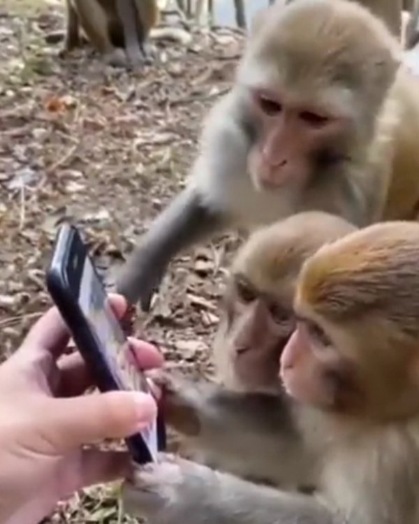 நேர்த்தியாக பயன்படுத்தும் குரங்குகள் நேர்த்தியாக பயன்படுத்தும் குரங்குகள்