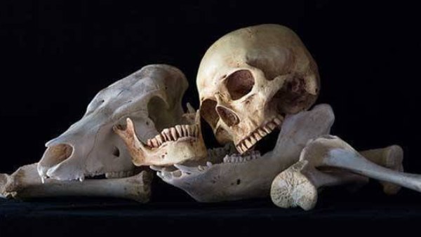  சாம்பல் எலும்பு