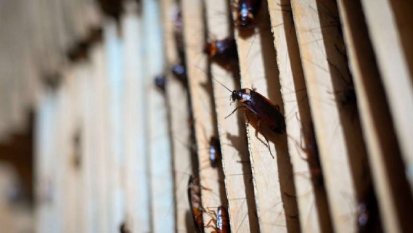 கரப்பான் பூச்சிகள் 