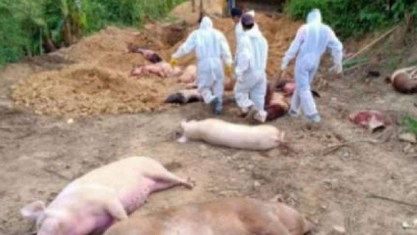 ஆப்ரிக்கன் பன்றி காய்ச்சல் 