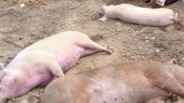  பாதிப்பது எப்படி? 