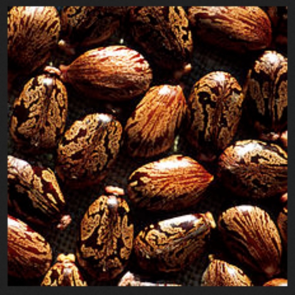 ஆமணக்கு விதையால் என்ன பிரச்சினை 