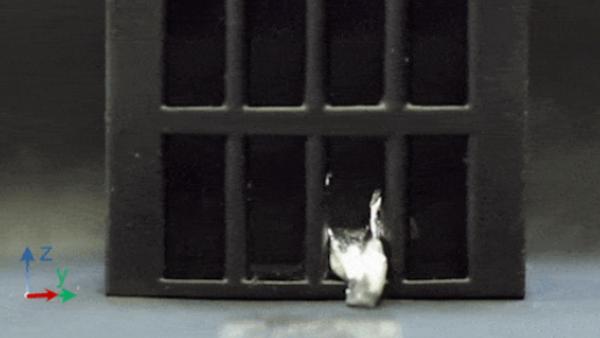  கடல் வெள்ளரி 